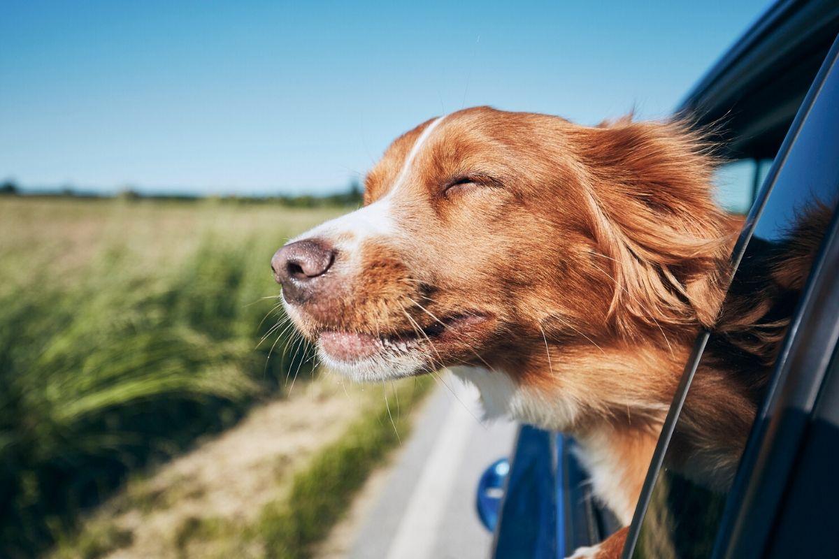 Cachorro é flagrado dirigindo carro em alta velocidade