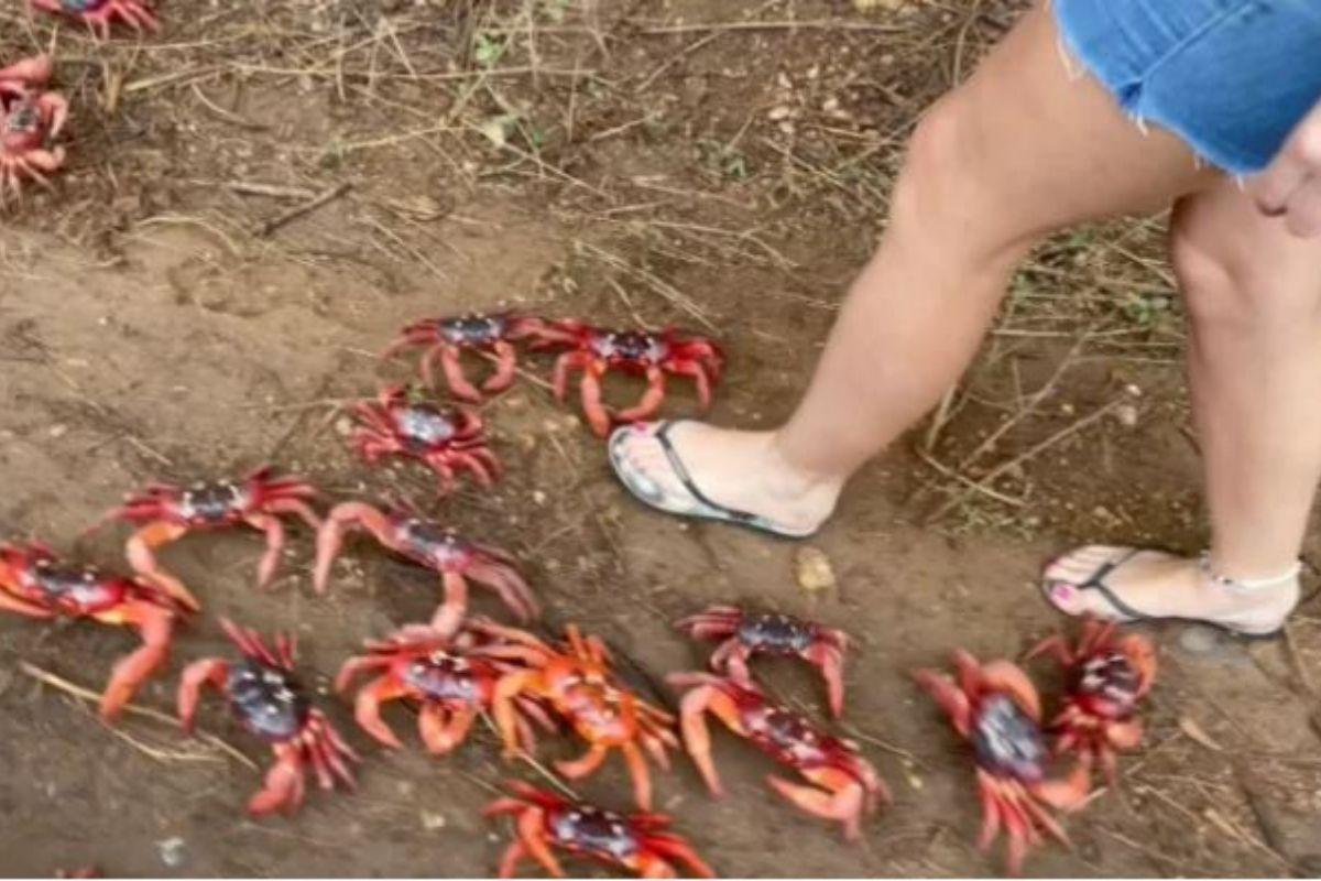 Os turistas gostam de visitar essa época do ano para ver o fenômeno dos carangueijos