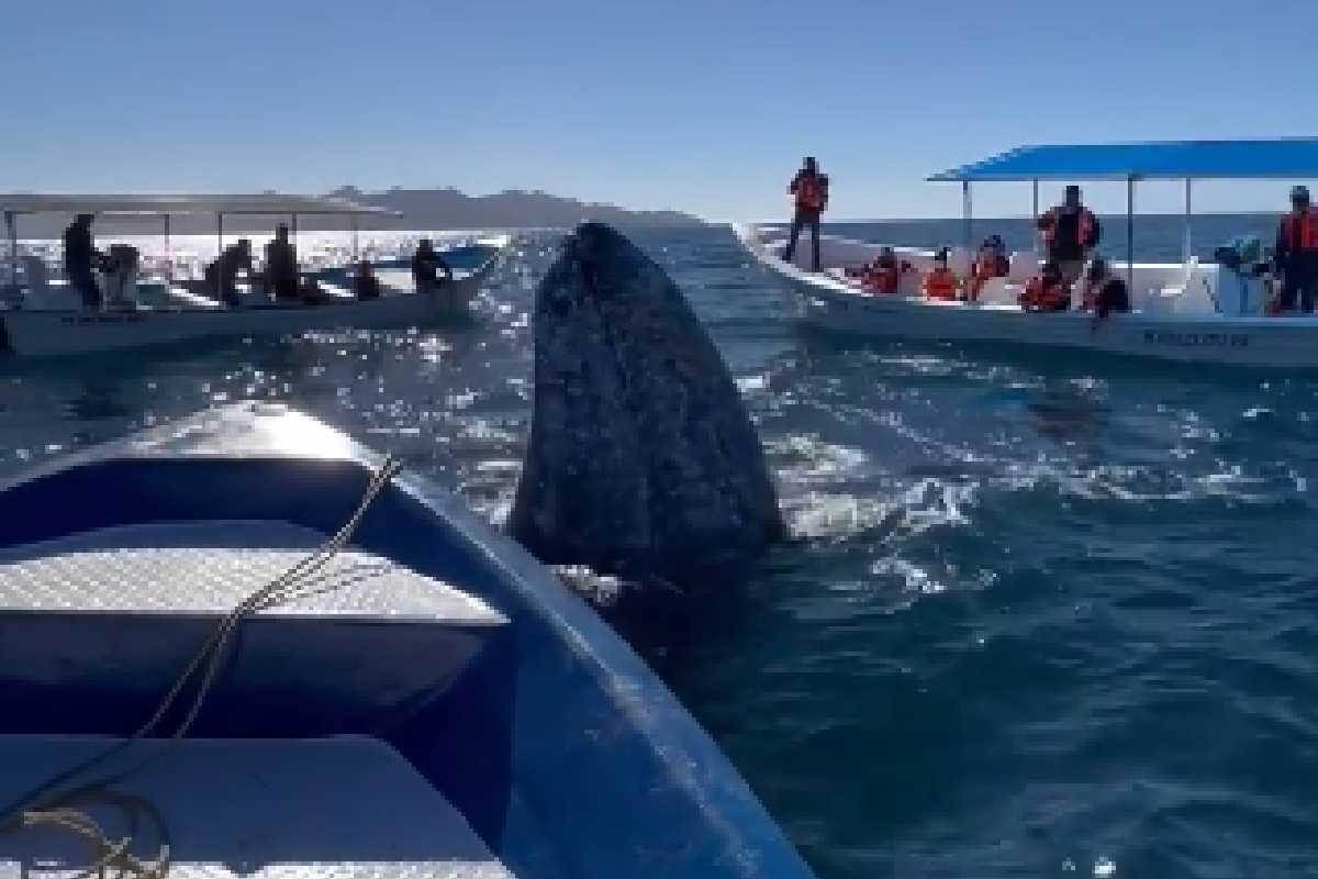 Baleia-cinzenta ganha beijos e abraços de turistas no México