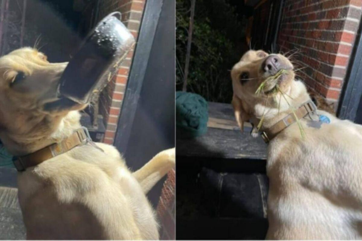 Cachorro dá presentes peculiares para a dona todos os dias