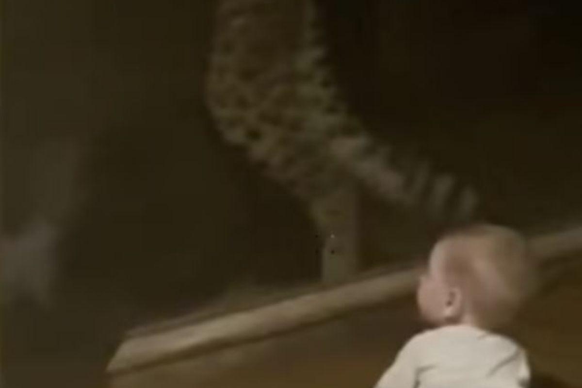 O guepardo chegou bem perto do bebê