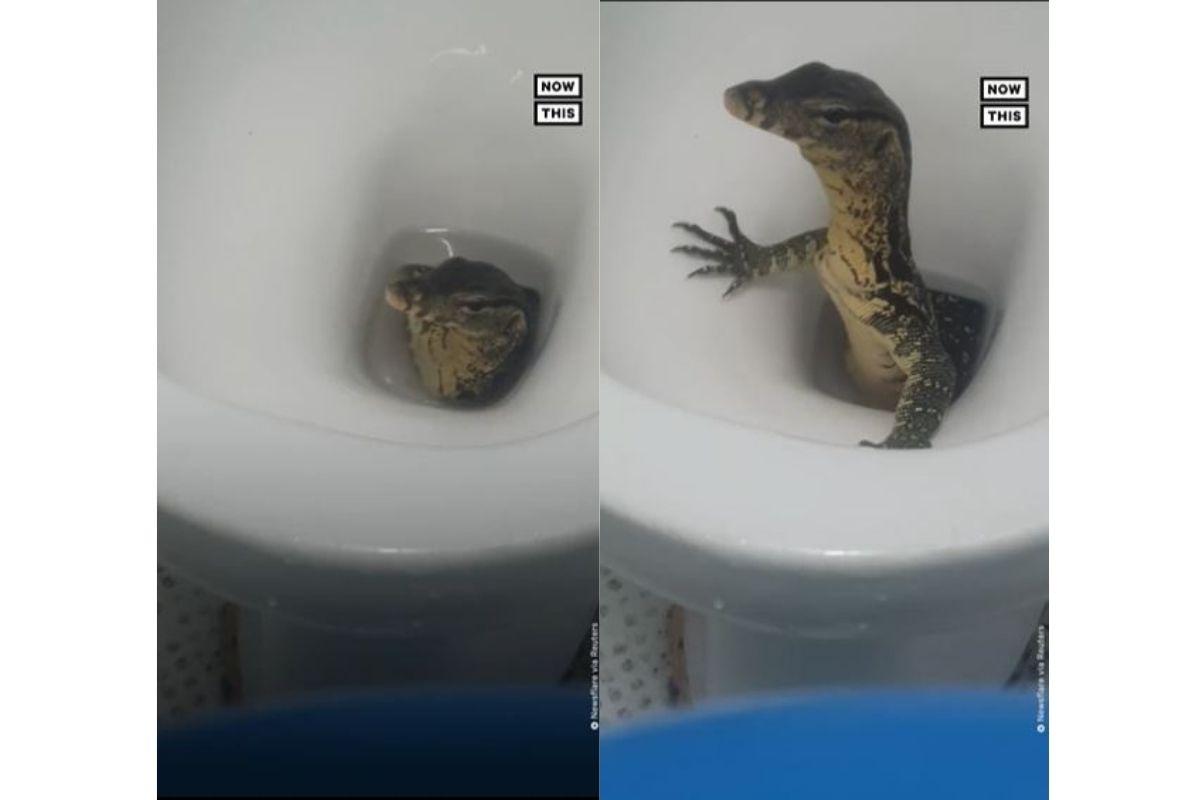 O animal fica por um tempo na privada e depois vai em bora