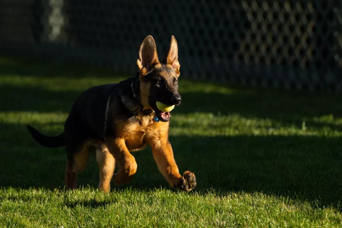 Commander é o novo cachorro da Casa Branca