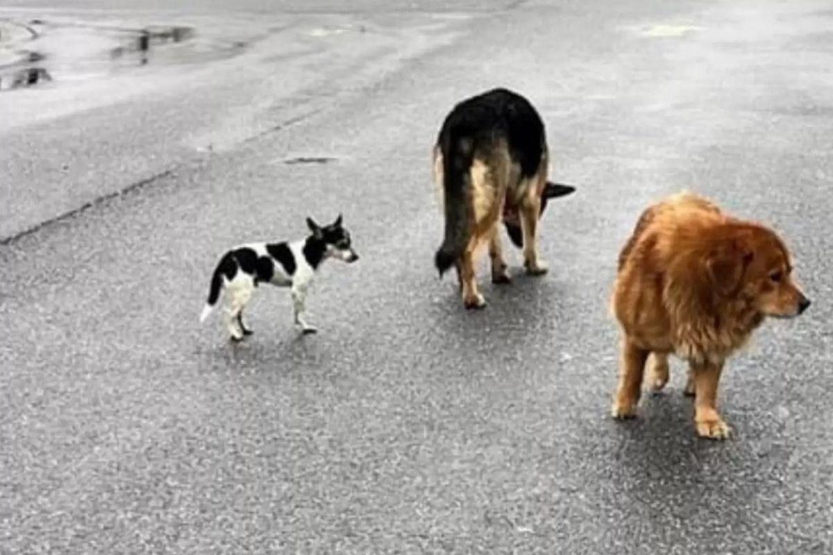 O golden foi encontrado com outros 2 cachorros