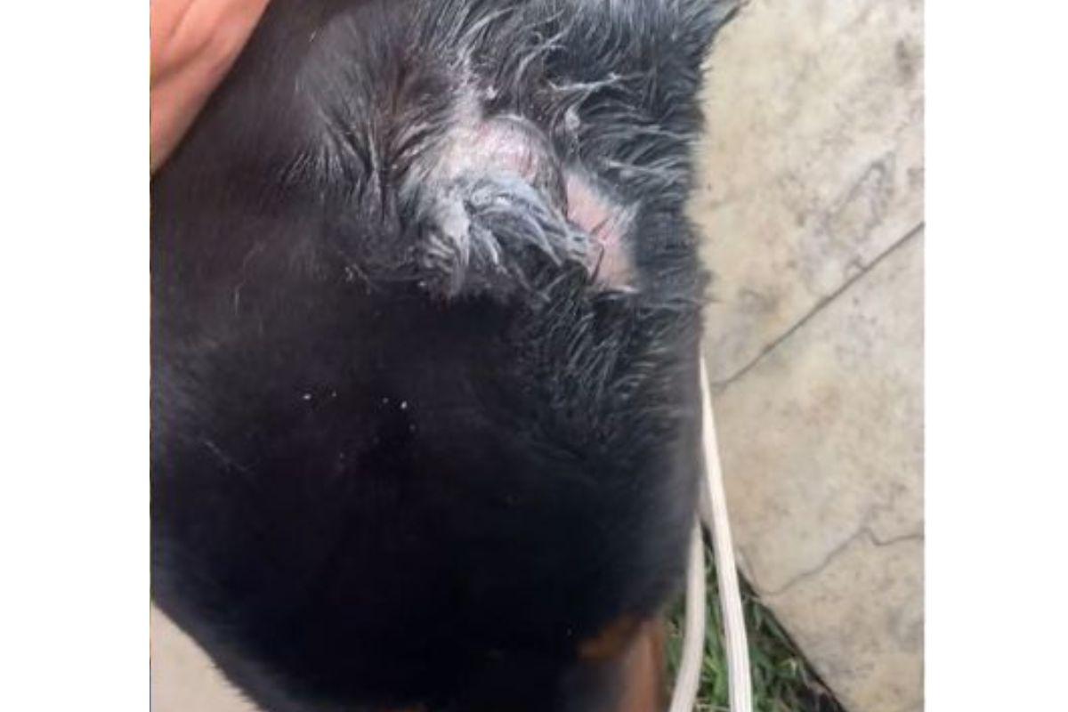 Cachorro e família de Cauã Reymond são atacados por cachorro do rapper Oroch