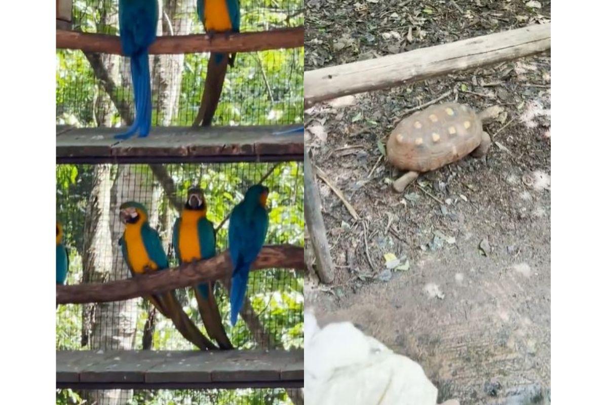 Passeio ao zoológico em família (