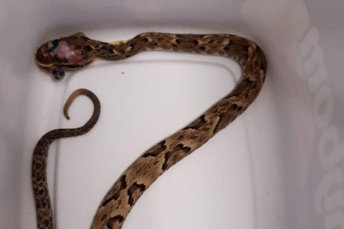 A Jararaca foi descartada depois da identificação