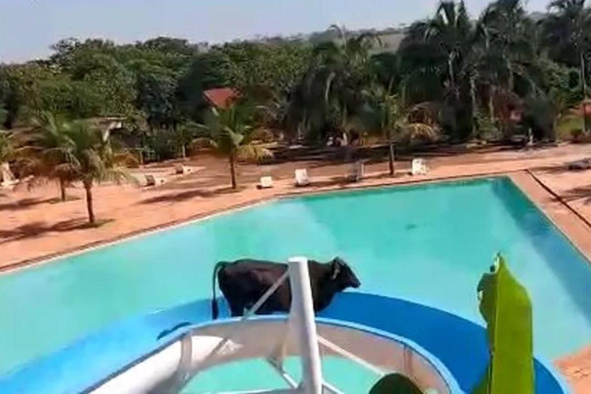 Vídeo mostra vaca escorregando em toboágua em clube no interior de SP
