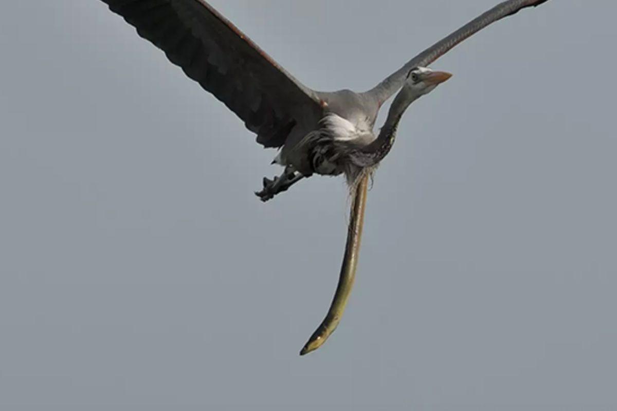 A enguia estava tentando escapar da morte
