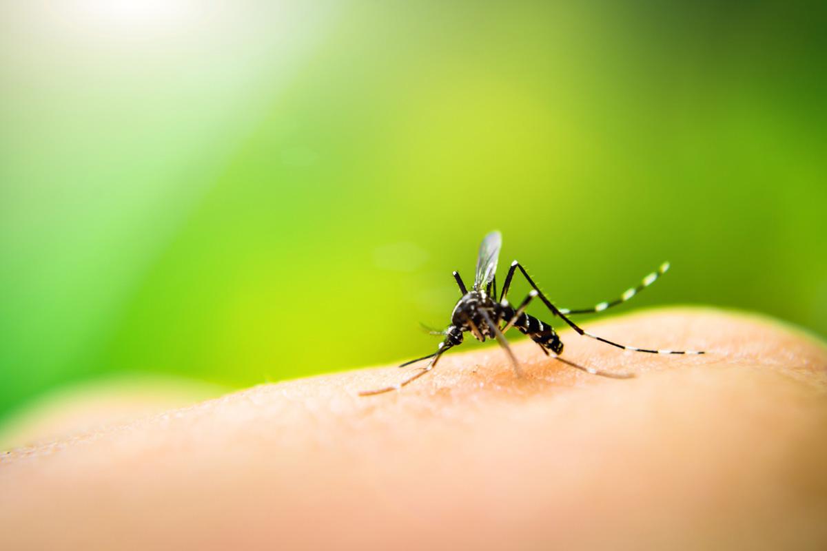 Casos de dengue aumentam 165% no Brasil: veja como diferenciar a doença da covid-19