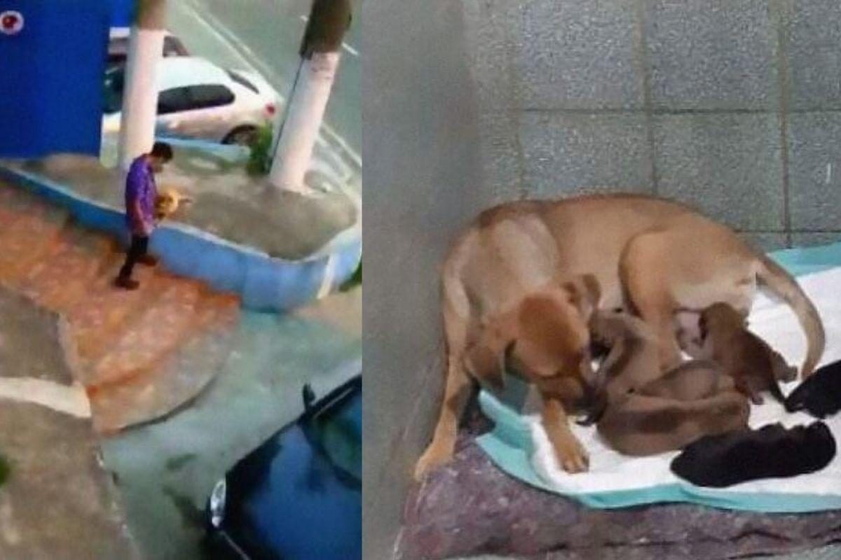 Cachorro espera o nascimento dos filhotes