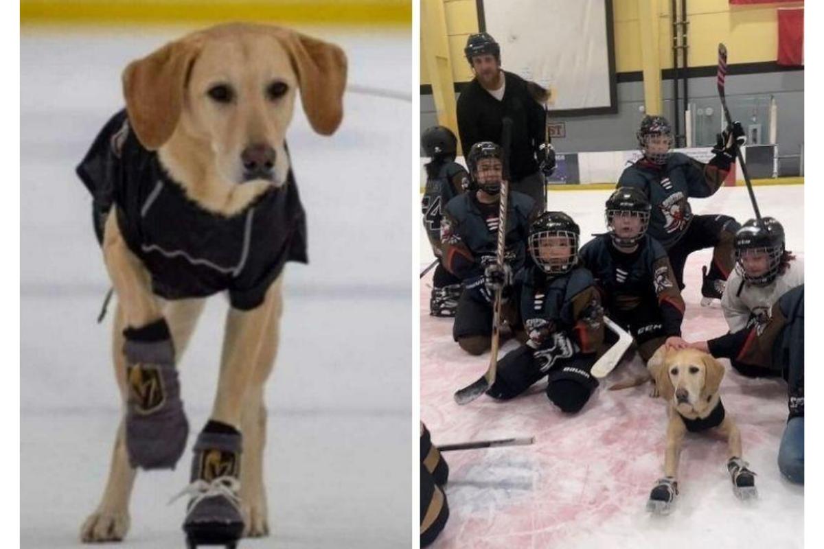 Cachorro vira professor