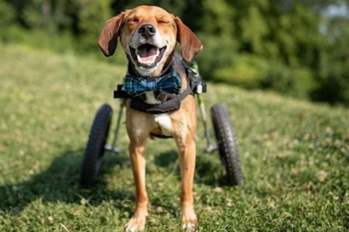 Cachorro ajuda em tratamentos de crianças