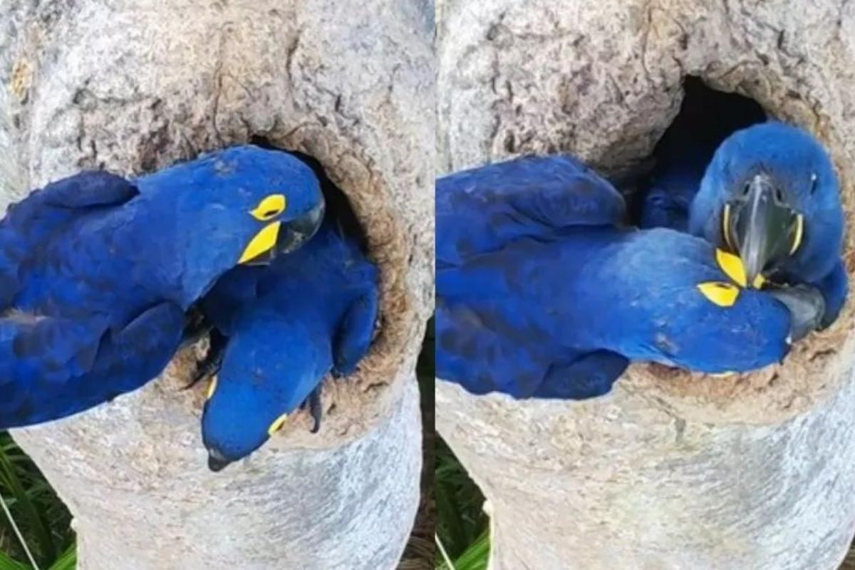 A arara preparou o filhote para o primeiro voo