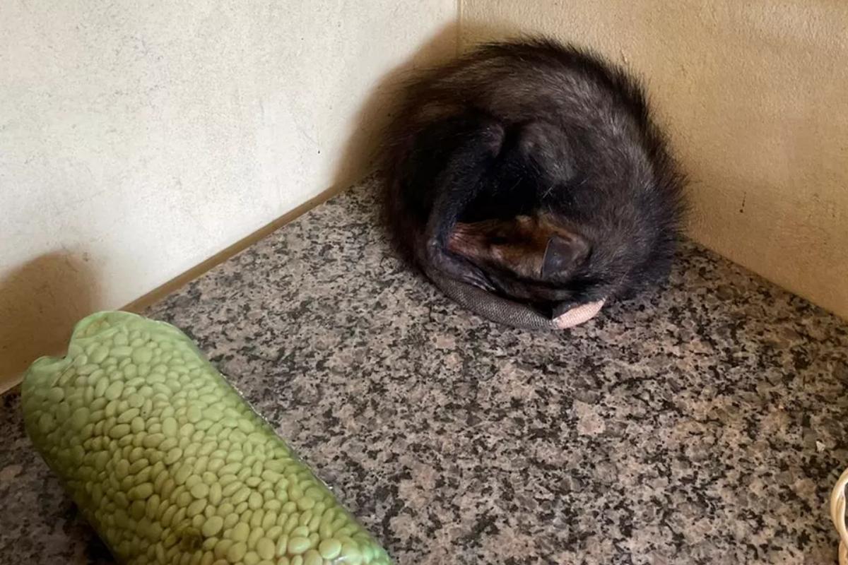 A gambá procurou refugio para cuidar dos bebês