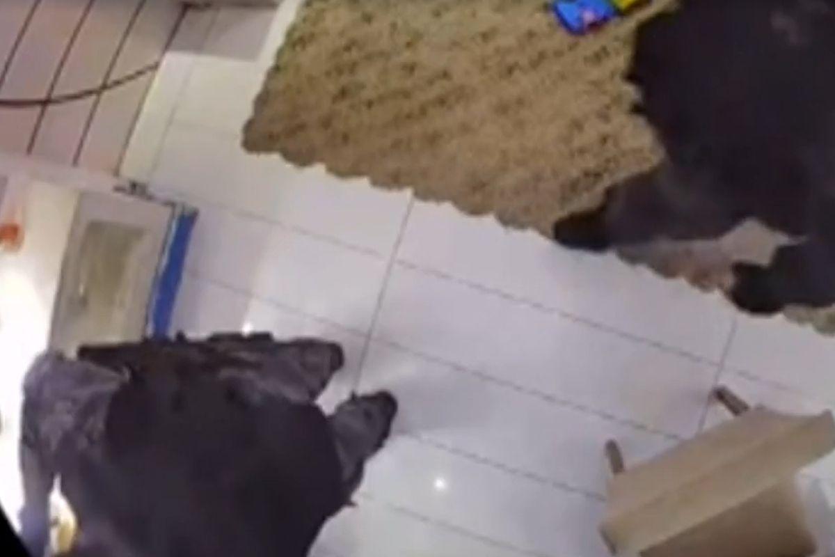 As imagens foram registradas por uma câmera instalada pelo próprio dono da casa após inúmeras invasões da polícia militar
