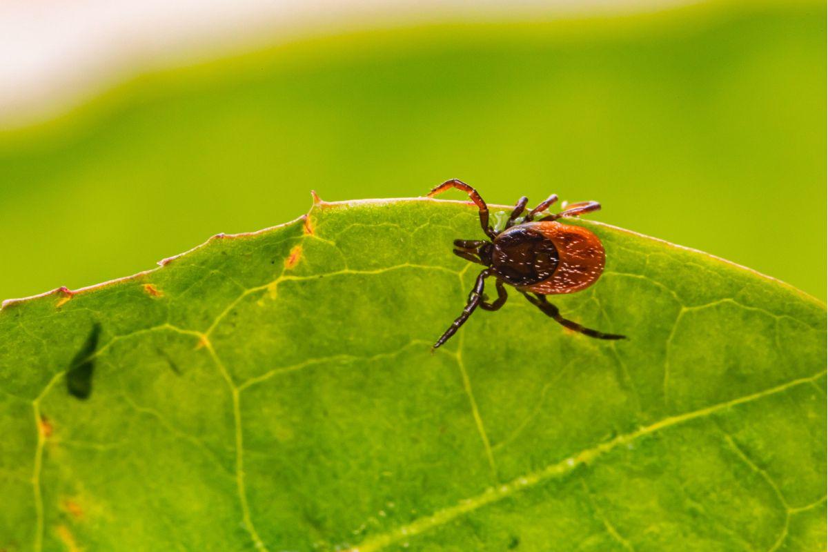 Carrapato que pode causar doença febre maculosa