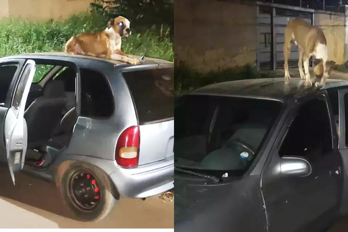 O cachorro cuidou do carro