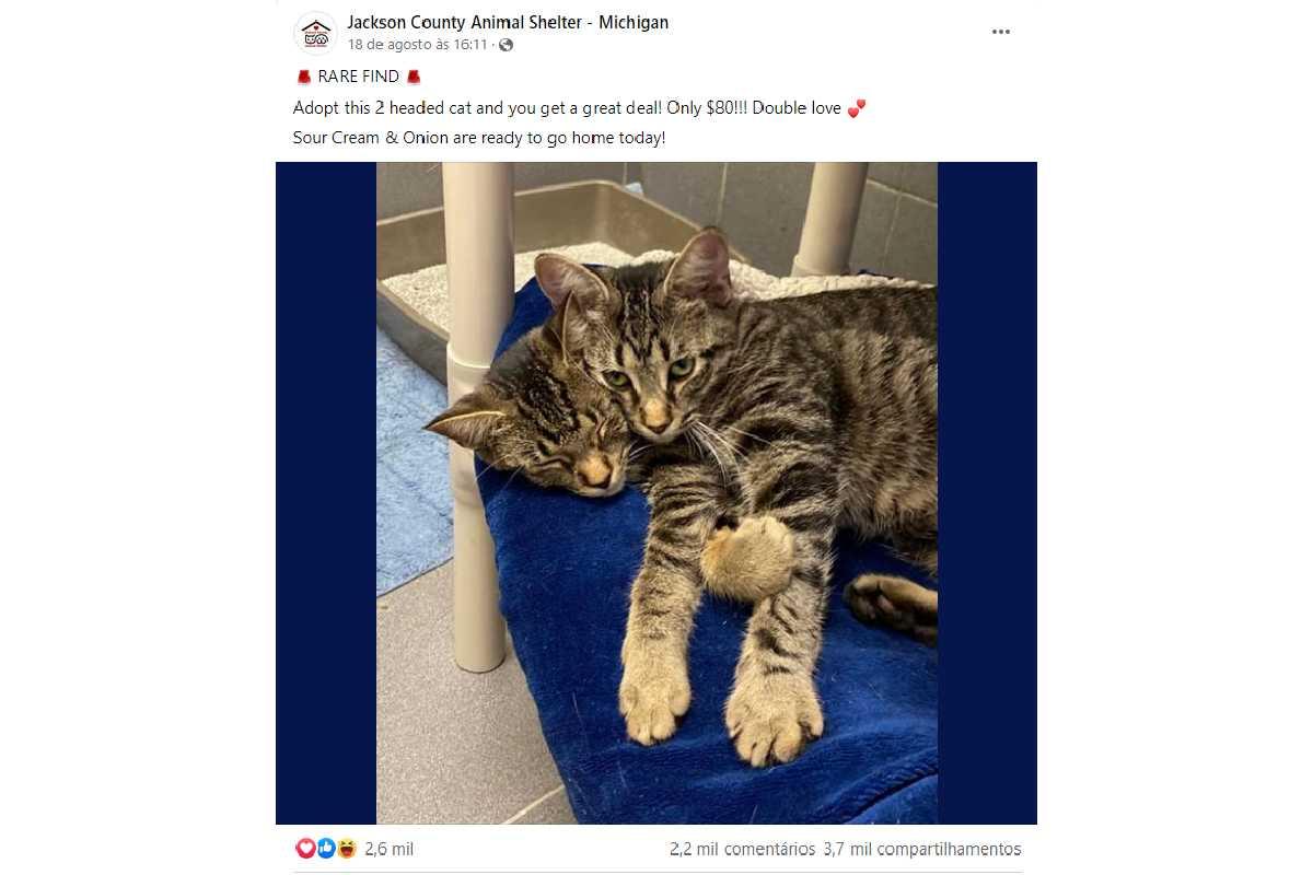 Foto de gato com duas cabeças viraliza nas redes sociais e tem objetivo lindo