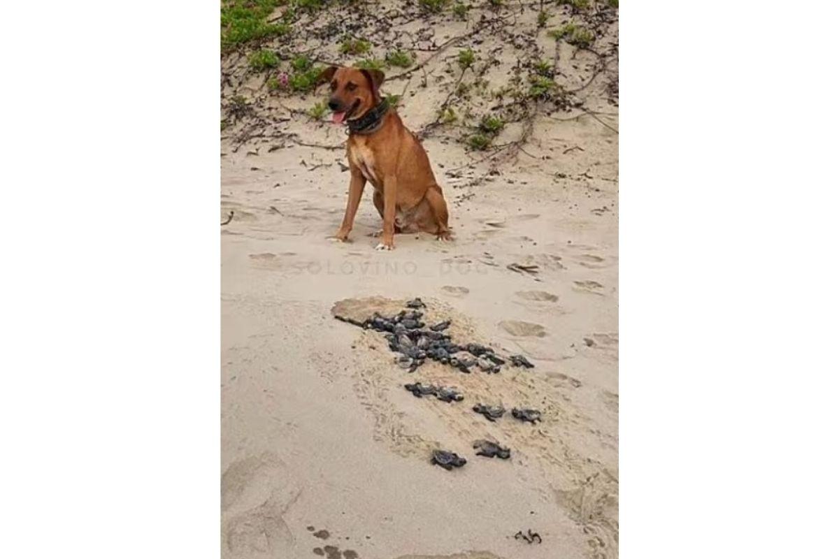 Cachorro ajuda tartarugas chegarem ao mar
