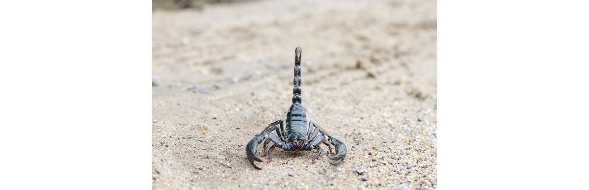 Escorpiões matam mais que cobras (Foto: Shutterstock)