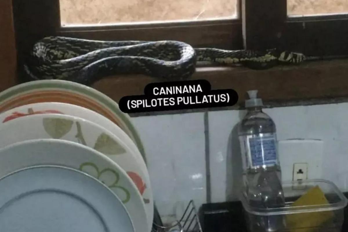 Cobra escondida na cozinha (Foto: Reprodução/Renan Piechontcoski)