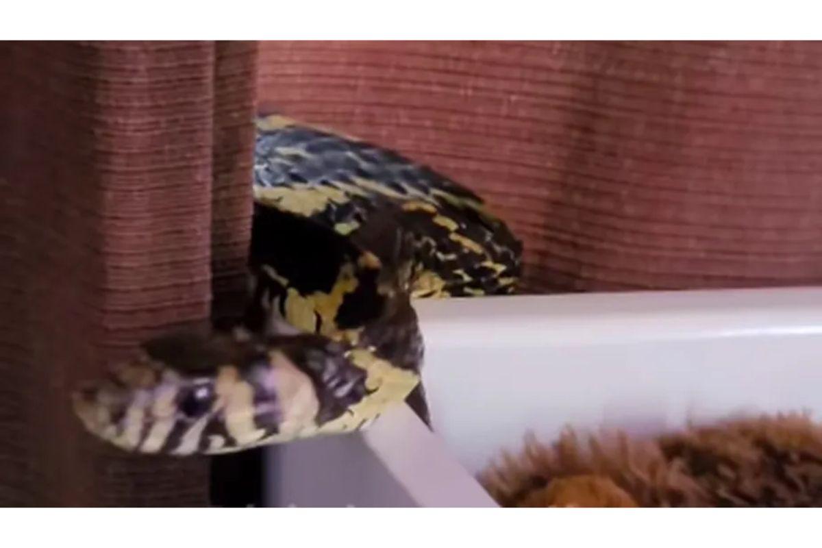 Cobra em berço