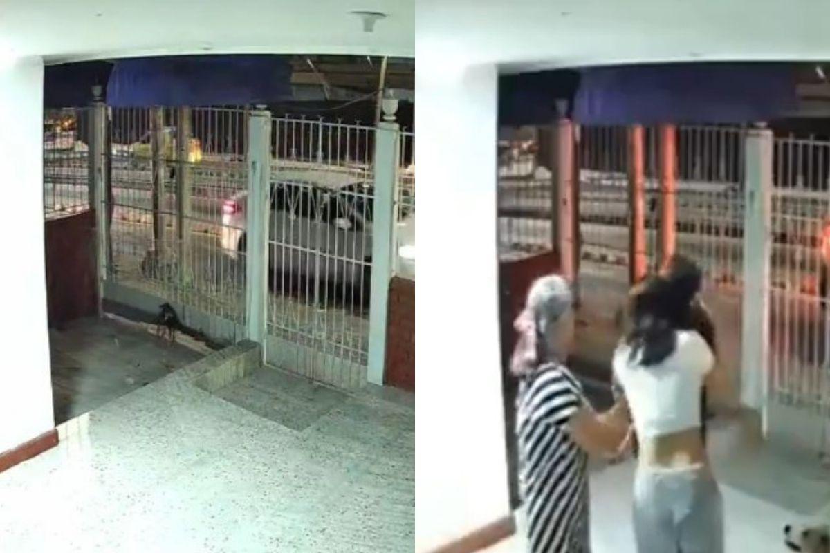 O cachorro retornou sozinho para a casa da família