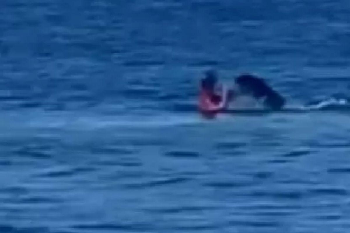 O vídeo registra o momento em que a foca atacou a banhista