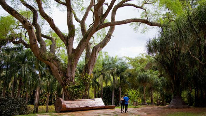 tamboril-do-inhotim-rossana-magri