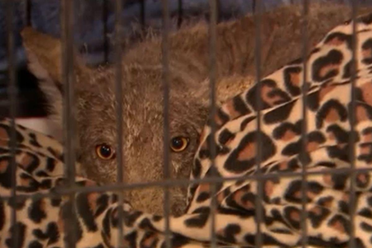 Animal desconhecido é encontrado na Pensilvânia