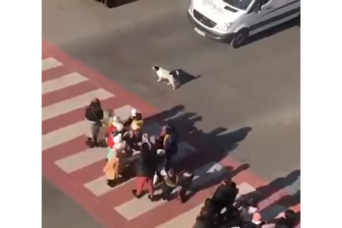 Cachorro "guarda de trânsito" impressiona ao ajudar crianças atravessar a rua