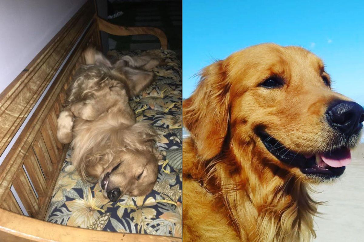Churros Golden Retriever, cachorro morto por tiro de policial, policial mata cachorro na frente de crianças, cachorro morto por tiro de policial, golden retriever morto por policial na frente de crianças, policial mata golden retriever