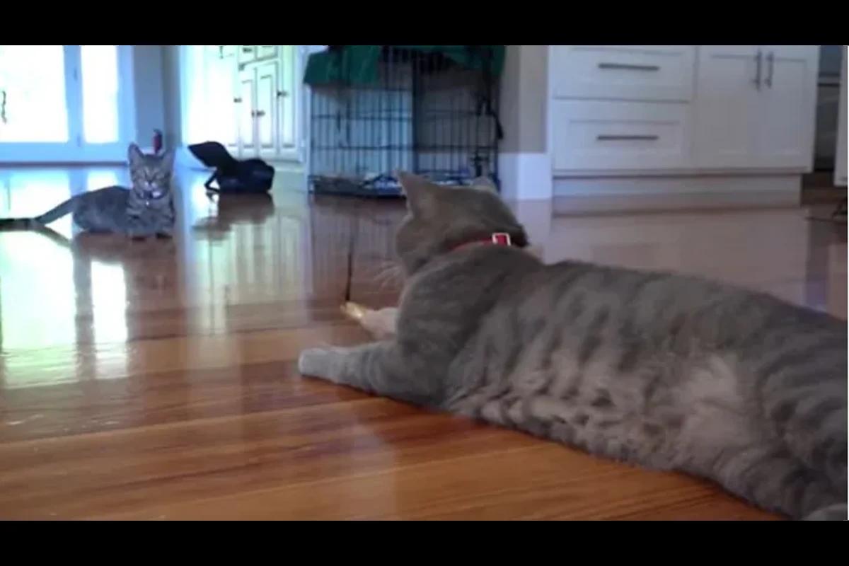 gatos brincando