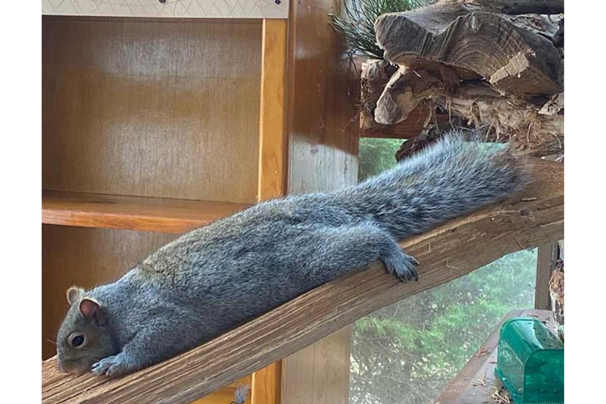 Mulher "adota" esquilo e constrói um parque de diversões para o animal