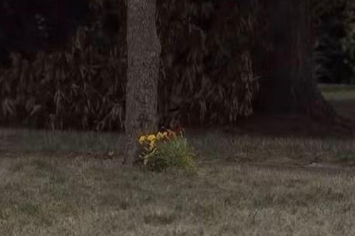 Flores foram deixadas no local em que o carro antes estava (Foto: ReproduçãoNBC)