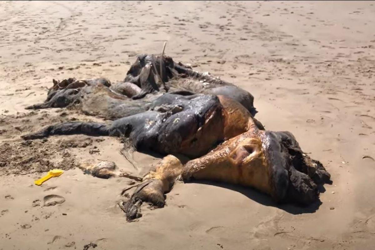 Até hoje não se sabe o que é essa criatura bizarra