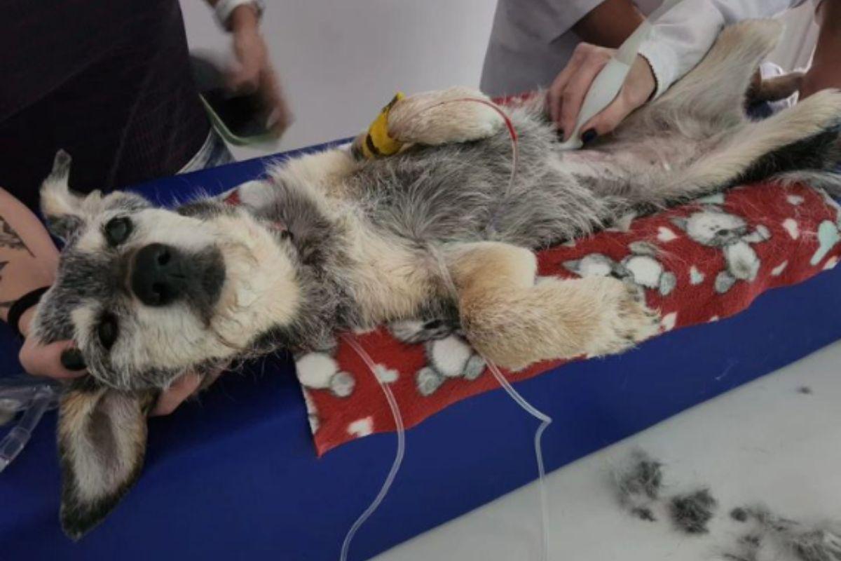 Estopinha, Alexandre Rossi, veterinário Alexandre Rossi, doutor Pet, doutor Pet Alexandre Rossi, tutor Estopinha, cachorra do Doutor Pet, cachorra do Alexandre Rossi, o que aconteceu com Estopinha, como está Estopinha, do que Estopinha morreu