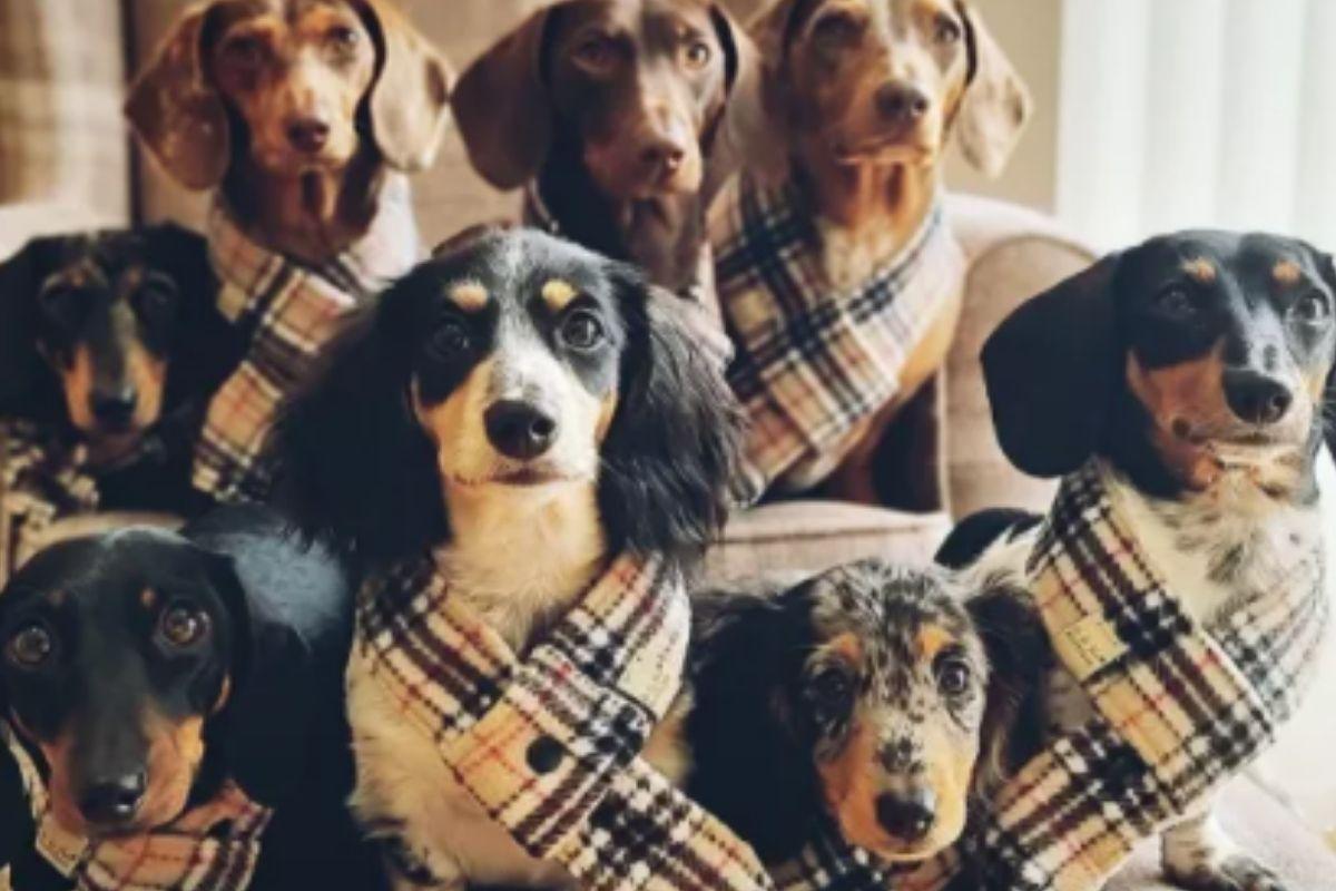 Mãe de seis filhos adota mais seis cachorros