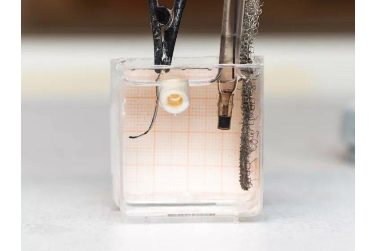 Robô permite que em poucos dias um osso artificial seja formado a partir de um osso de galinha (Foto: Olov Planthaber)