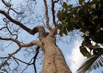 O que é muirajuba e como ela afeta a crise ambiental?