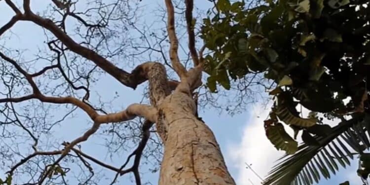 (Foto: Reprodução/Youtube/ Projeto Beija Flor da Amazônia Produzindo Água)