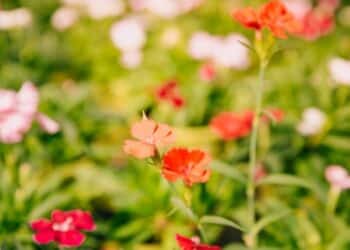 O significado das flores: conheça o que cada tipo pode representar