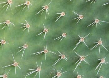 O que é a foliculite? Entenda quais são as causas mais comuns e tipos