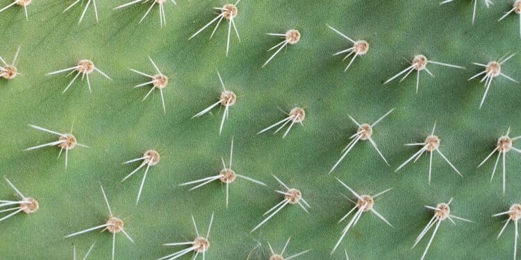 (Foto: Shutterstock)