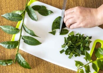 Ora-pro-nóbis: o superalimento que pode transformar a sua saúde