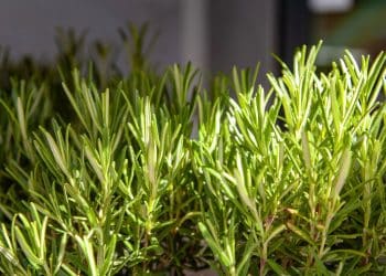 Alecrim, muito além de um simples tempero