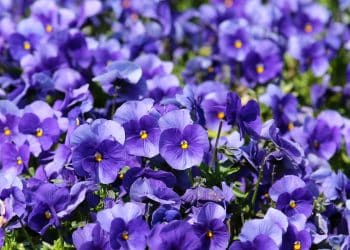 Amor-perfeito, de arranjos florais a ingrediente culinário