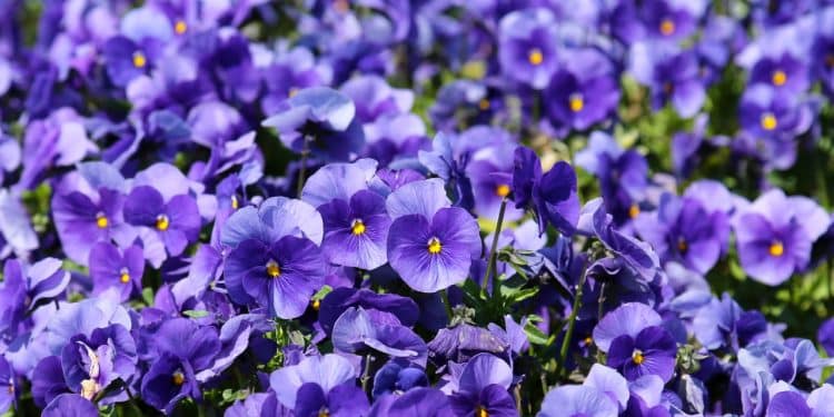 Amor-perfeito, de arranjos florais a ingrediente culinário