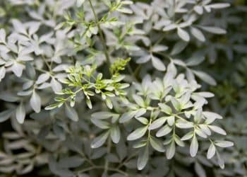 Arruda no jardim, como cultivá-la e aproveitar seus benefícios